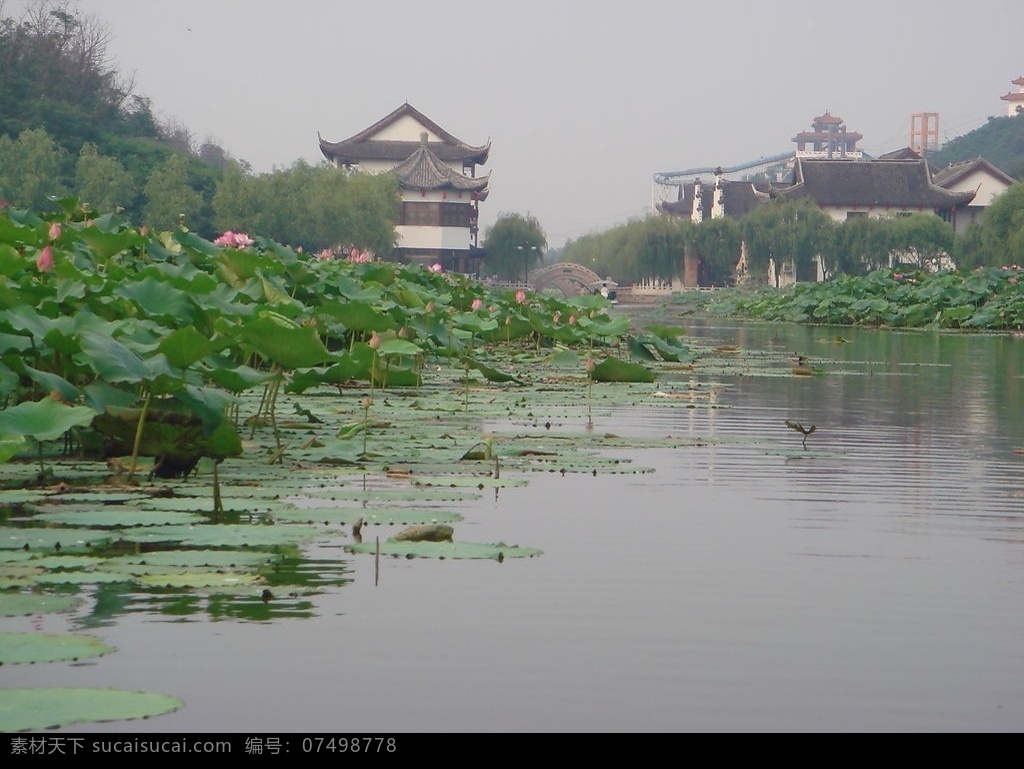 荷花湖 荷花 湖 亭子 树 旅游摄影 国内旅游 摄影图库 风景图