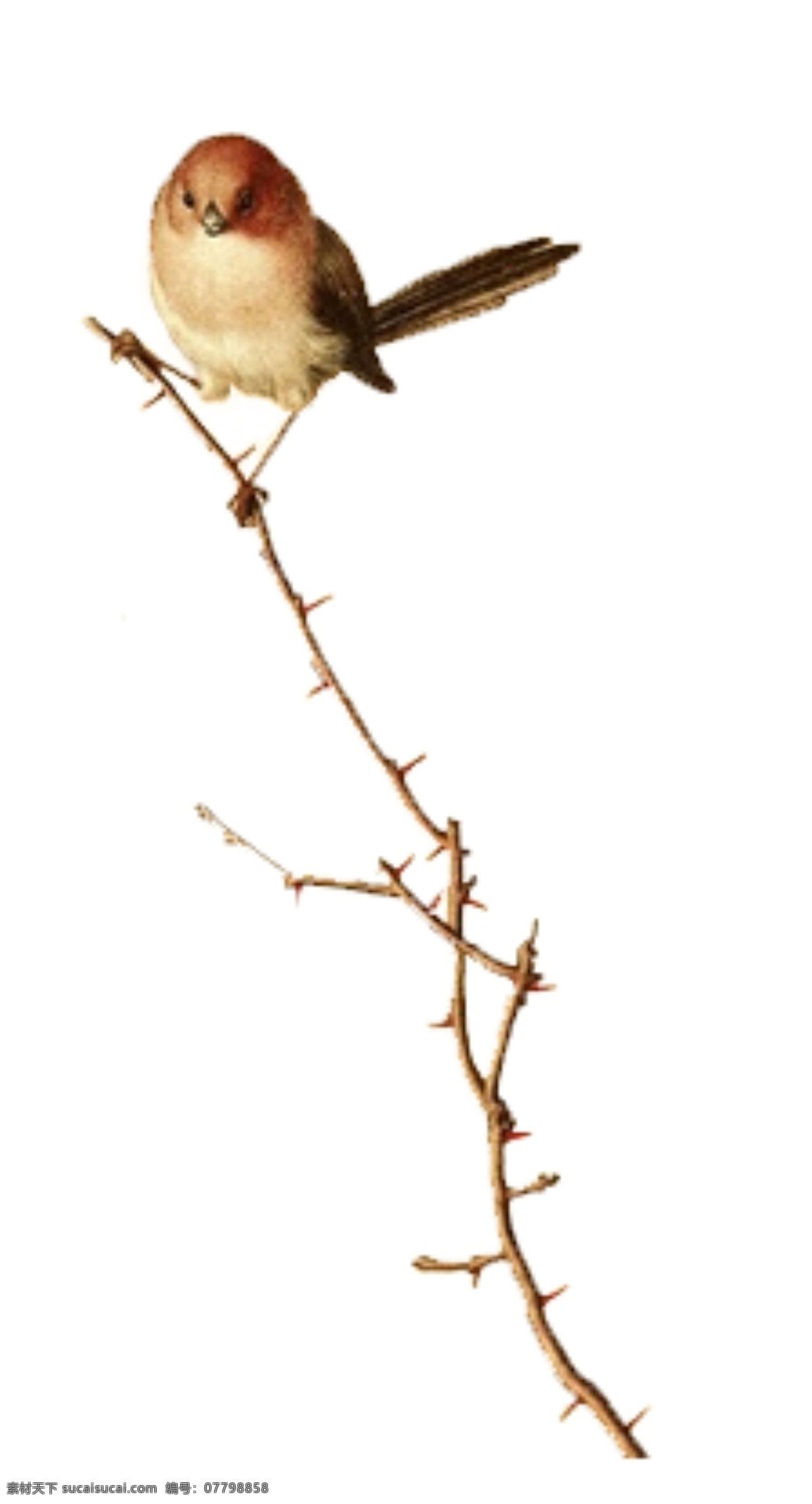 树枝上的小鸟 树枝 小鸟 动物 植物 轻灵 图案