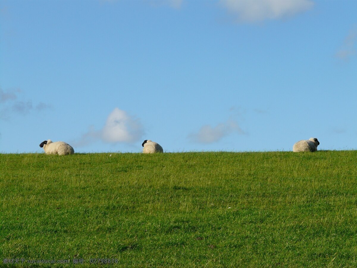 大草原 绵阳 羊群 天空 云朵 草坪 绿色 素材之家 生物世界 家禽家畜