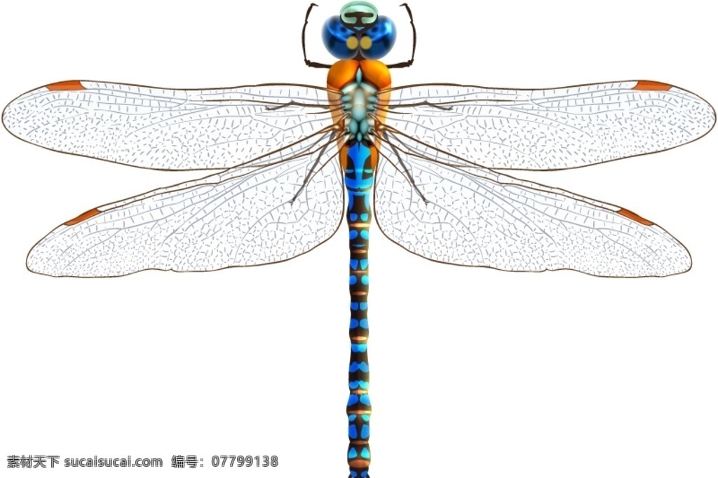 蓝色蜻蜓设计 蓝色 蜻蜓 翅膀 昆虫 动物 卡通 插画 背景 海报 画册 矢量动物 创意图 生物世界