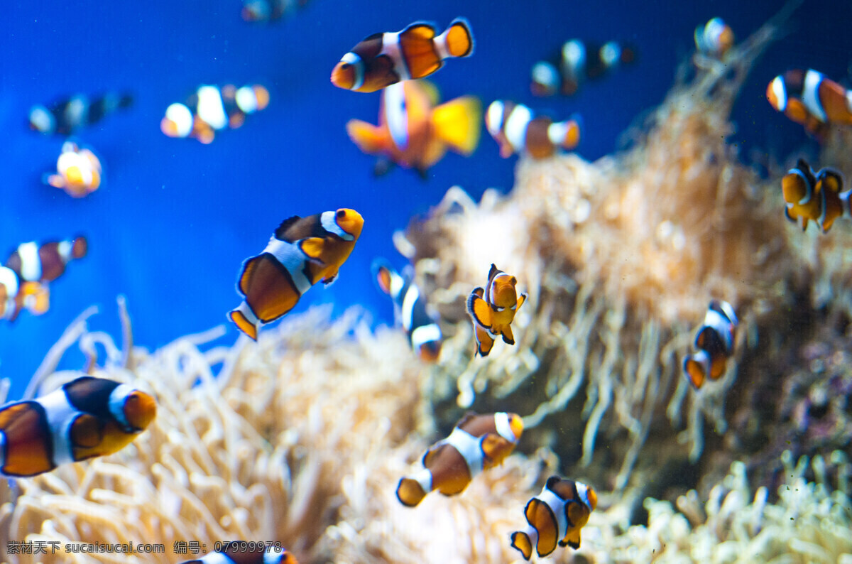 鱼类 高清 海洋 海洋生物 金鱼 热带鱼 生物世界 鱼 观赏鱼 精美鱼 海洋公园