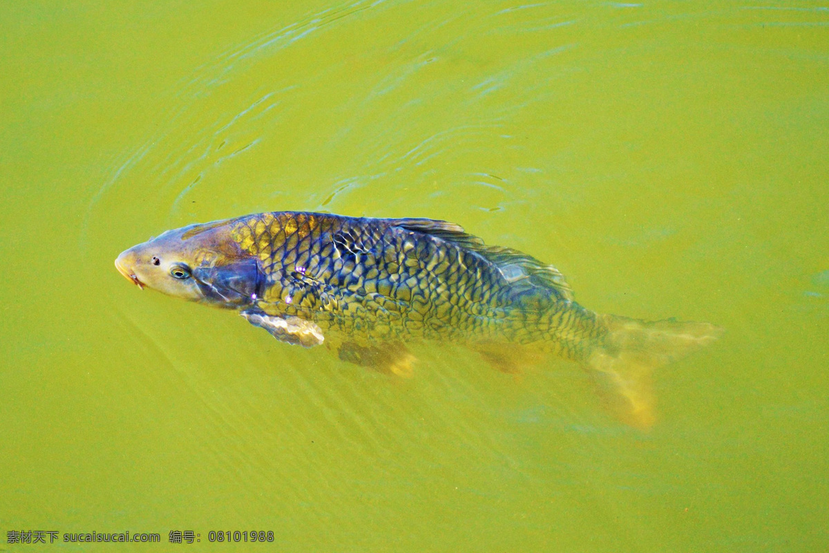 锦鲤 红鲤鱼 花脊鱼 鲤拐子 cyprinus carpio 鲤子 carp 毛子 红鱼
