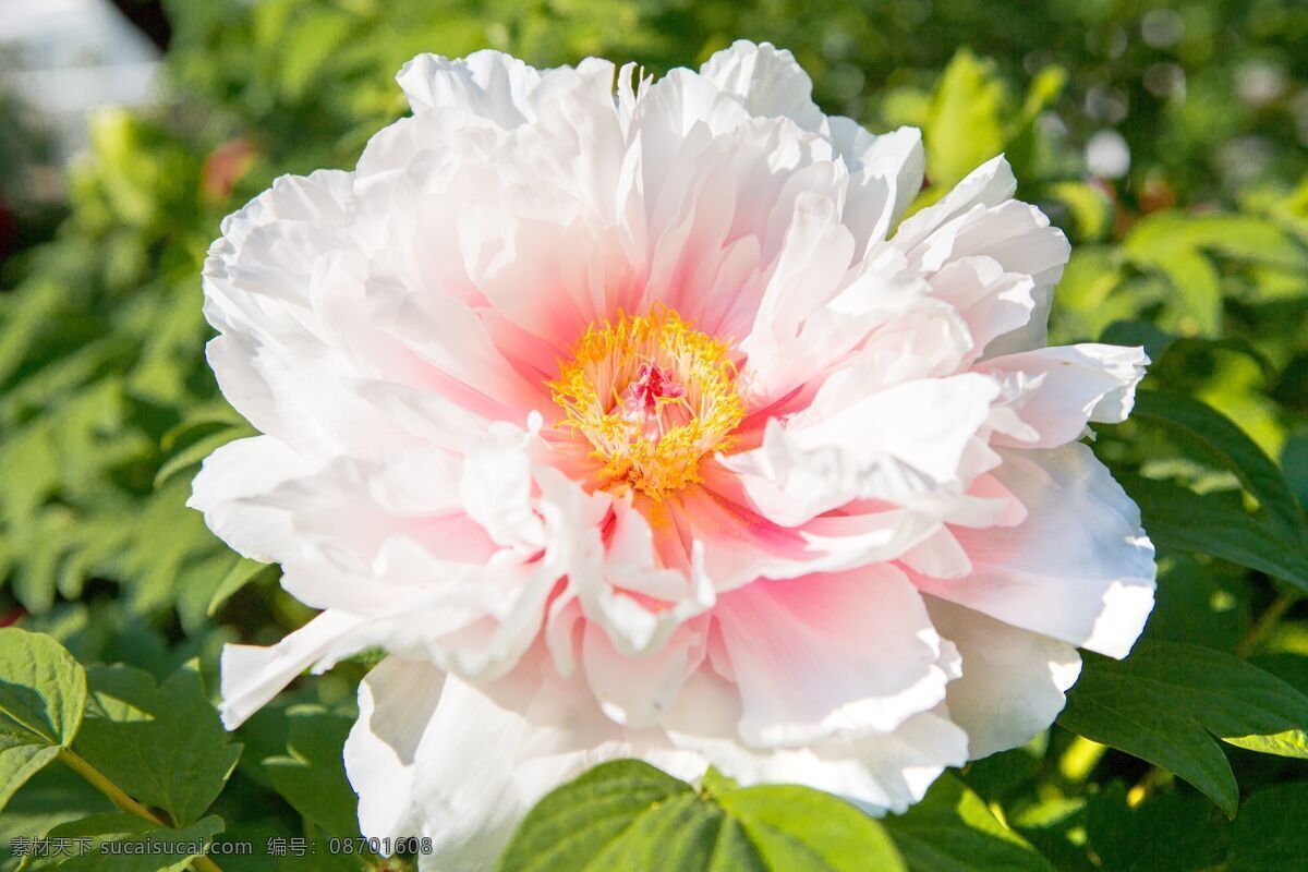 玫瑰花图片 花草 玫瑰花壁纸 玫瑰花素材 玫瑰 素材图片 红玫瑰 黑玫瑰 粉玫瑰 白玫瑰 蓝玫瑰 紫玫瑰 月季花 鲜花 红色玫瑰 蓝色玫瑰 黑色玫瑰 玫瑰鲜花 玫瑰素材 红玫瑰素材 浪漫玫瑰 浪漫玫瑰花 一支玫瑰花 一束玫瑰花 一枝玫瑰 一束玫瑰 红玫瑰海报 浪漫红玫瑰 唯美红玫瑰 玫瑰月季 生物世界