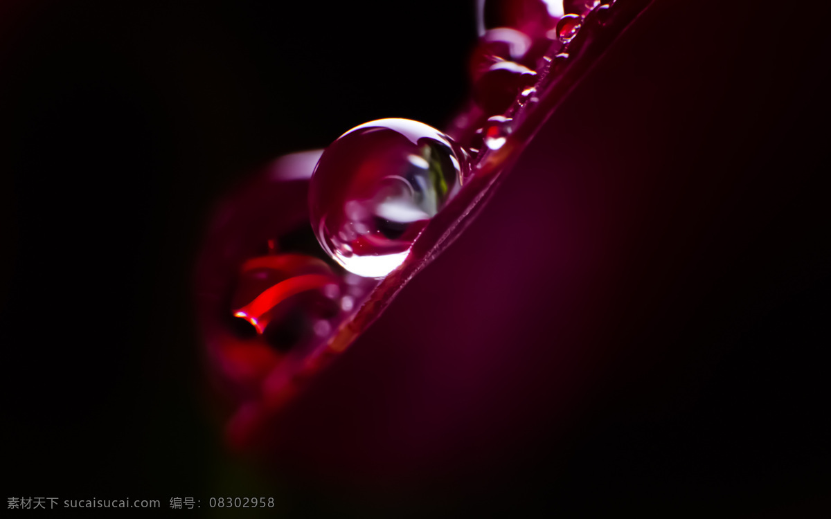 花草 花花草草 露水 露珠 生物世界 水滴 水滴水珠 水珠 水珠图片 漂亮的水珠 晨露 微距拍摄 水主题素材 生命之水 自然风景 自然景观