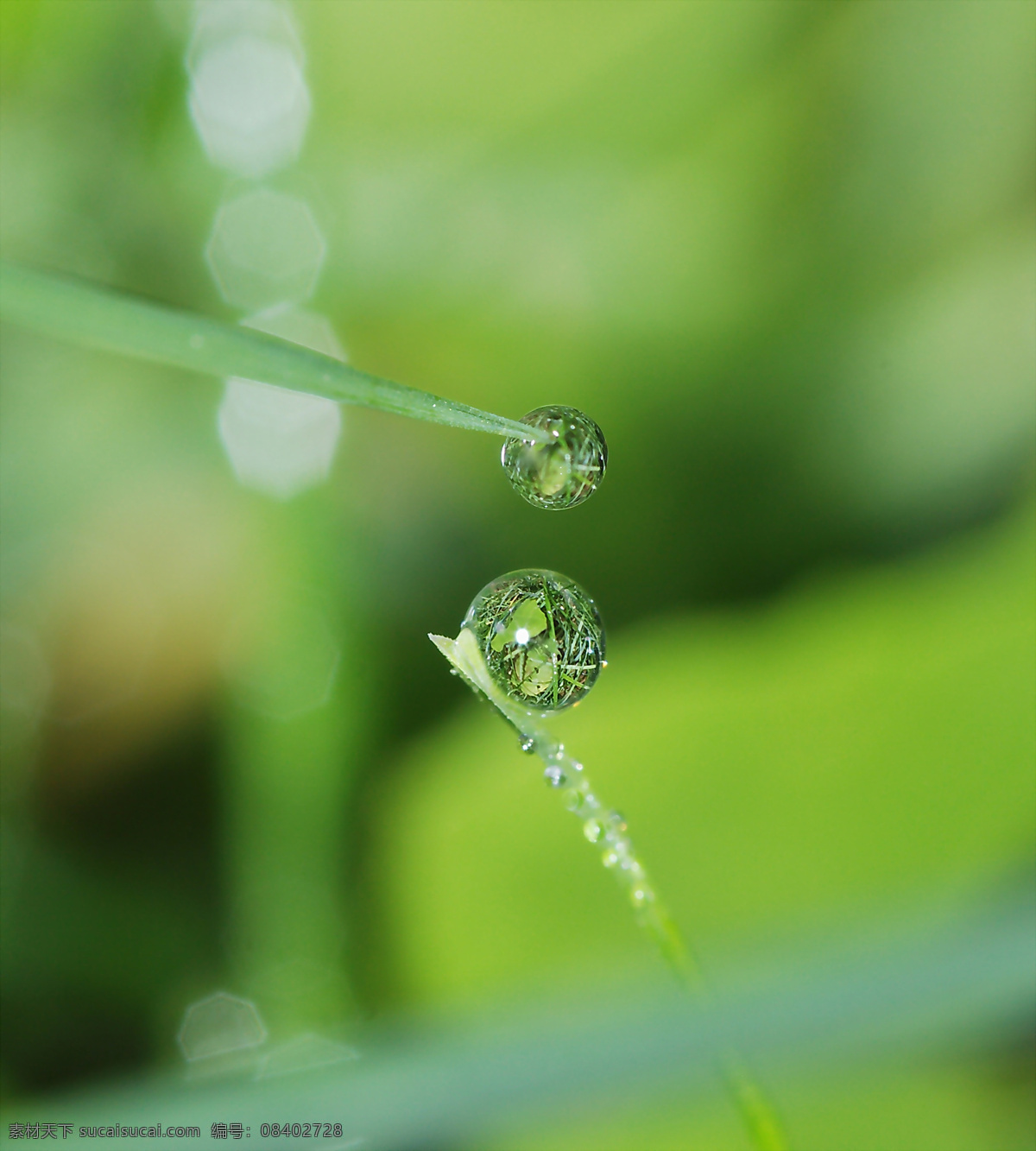 绿叶上的水珠 水珠特写 露水 露珠 晨露 水珠 绿叶特写 晶莹剔透 绿叶背景 绿叶底纹 水珠图片 漂亮水珠 水滴 水珠和绿叶 自然环保 干净的水 干净 清澈 雨后 雨水 春天 花草 小草 草 绿叶 树叶 微距拍摄 水 水花 水珠水花水滴 自然风景 自然景观