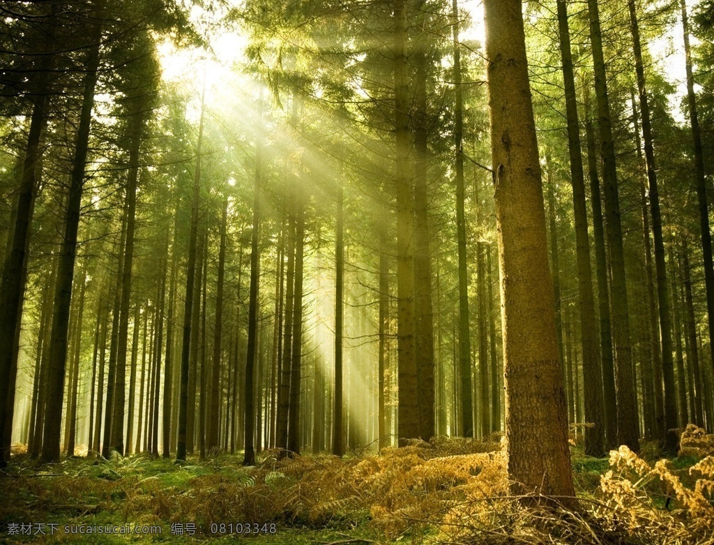 森林 树木 阳光 照射 草地 风景 自然风景 自然景观