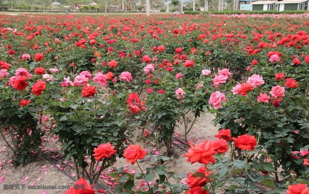 玫瑰花 玫瑰园 红玫瑰 植物 红玫瑰园 生物世界 花草
