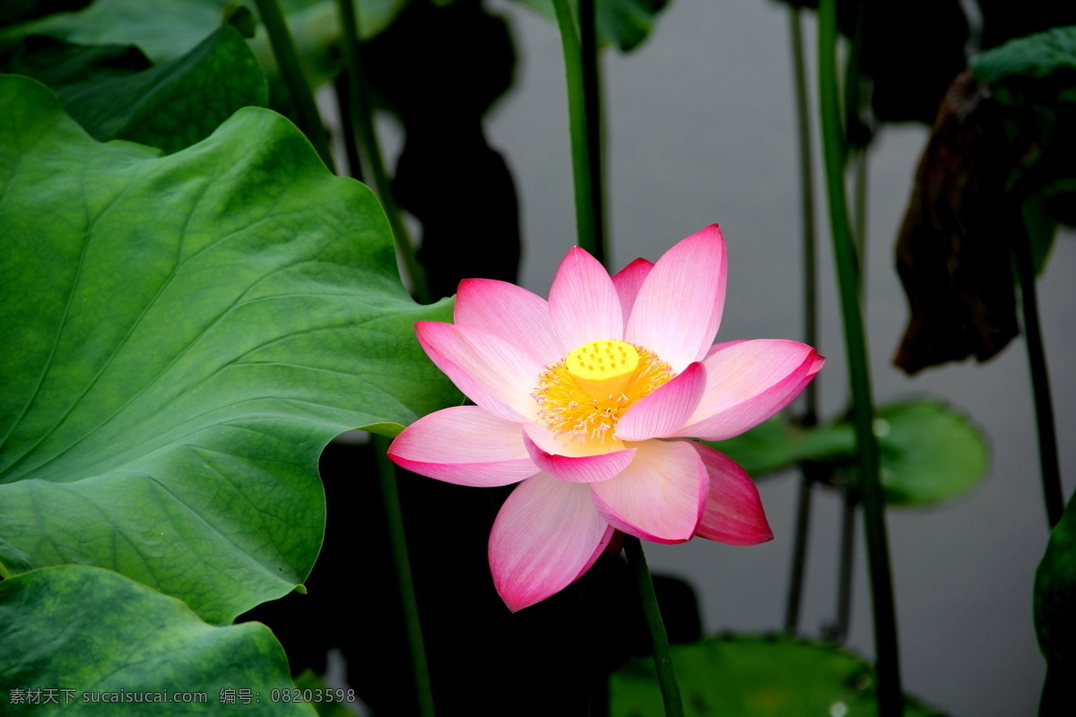 荷花 莲花 芙蓉 鲜花 花朵 花瓣 洁净 水芙蓉 芙蕖 水芝 水花 玉芝 水宫仙子 菡萏 泽芝 生物世界 花草 摄影图库