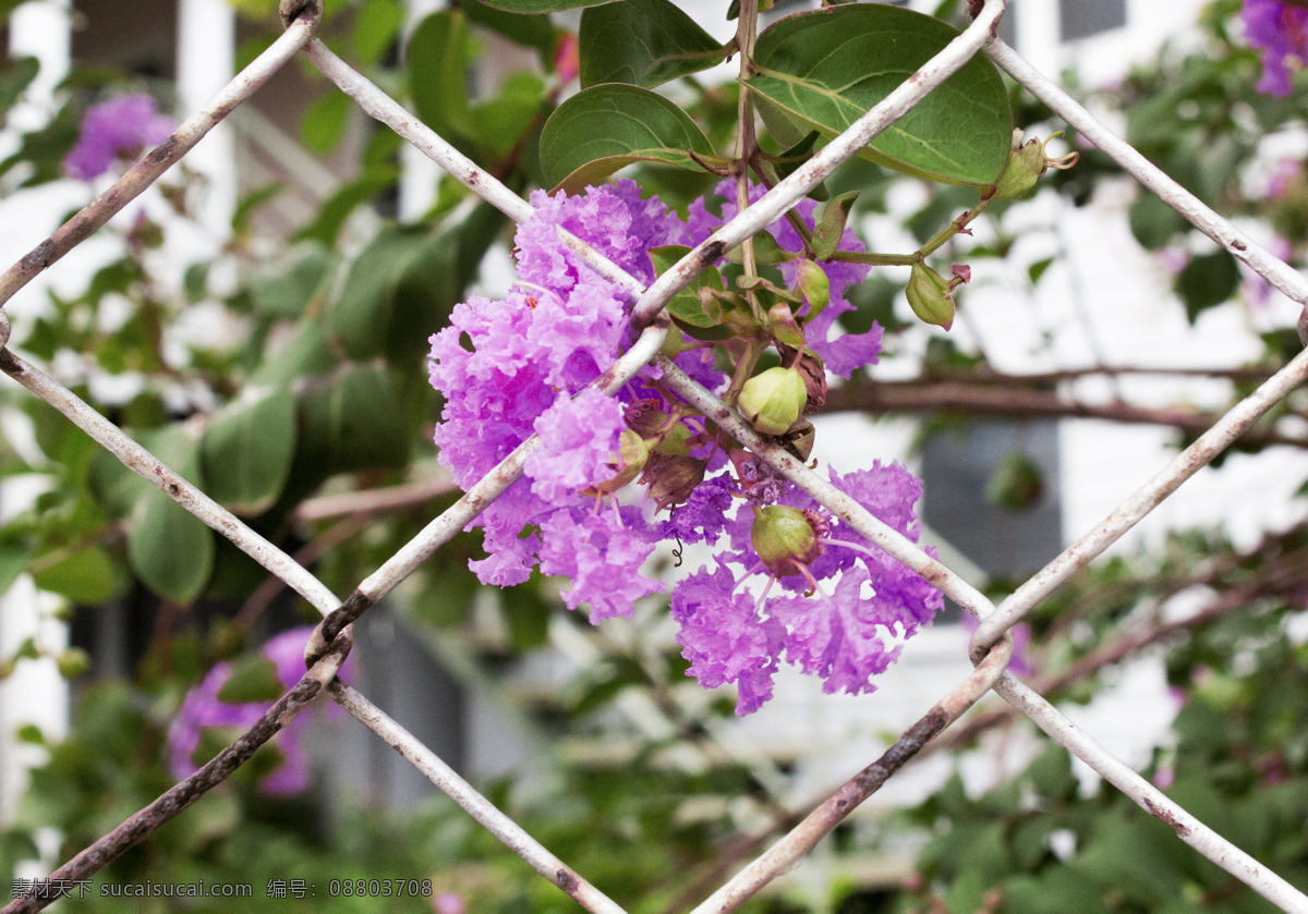 网 栏 后 盛开 紫色 花朵 栅栏 铁丝网 对称 紫色花朵 春夏 日系 美好 小清新 小确幸 千库原创 温暖 幸福