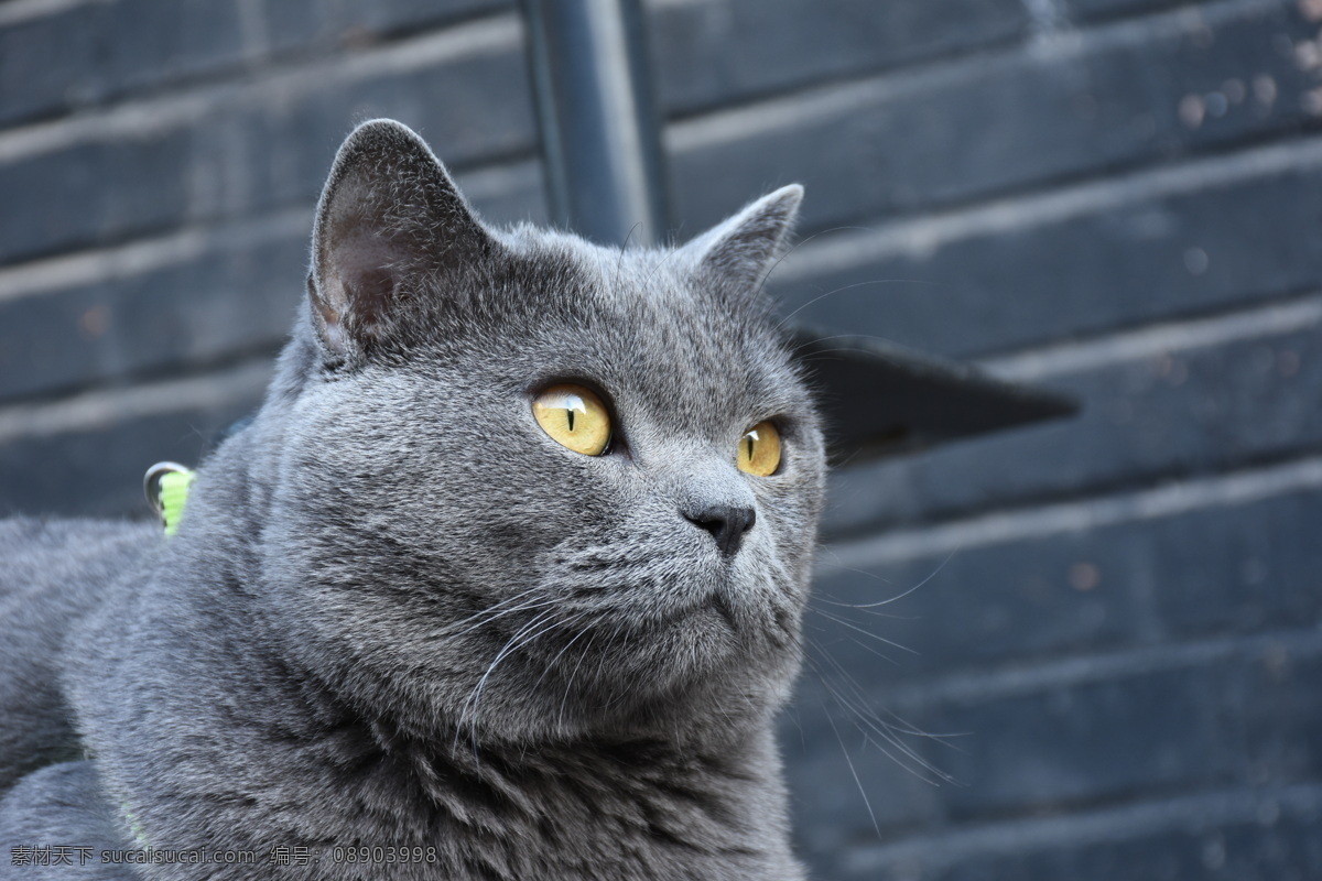 大胖 猫 蓝猫 英短 虎斑猫 美短 动物 宠物 活泼 机灵 可爱 灰色 生物世界 其他生物