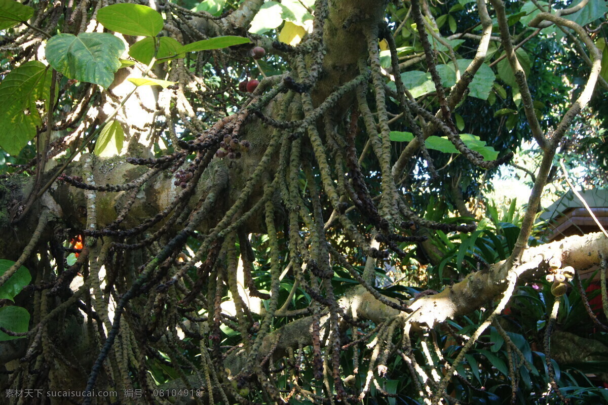 兴隆 热带 植物园 国内旅游 旅游摄影 植物 粉箪竹 根部 三亚旅游 矢量图 日常生活