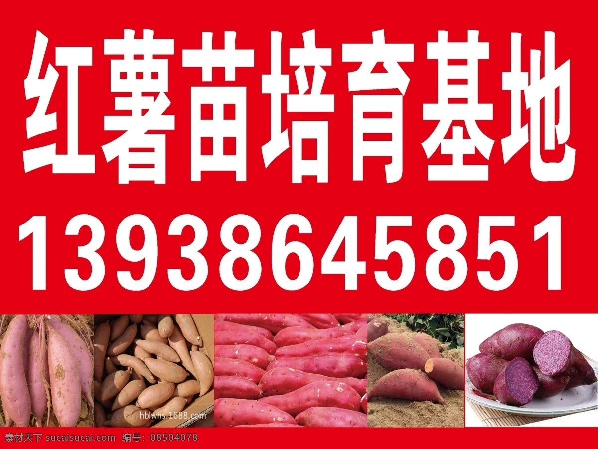 红薯苗 红薯苗基地 红薯 红薯海报模板 红薯图片
