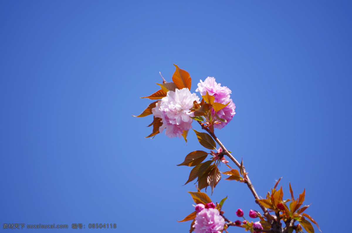 樱花枝条 樱花素材 日本樱花 仰拍樱花 自然景观