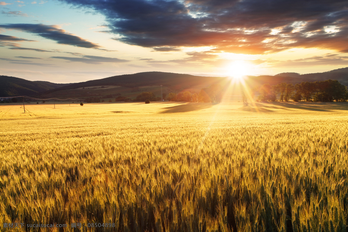 麦田 风景摄影 麦地风景 阳光 麦子 小麦 秋收 秋天麦田风景 农业生产 现代科技