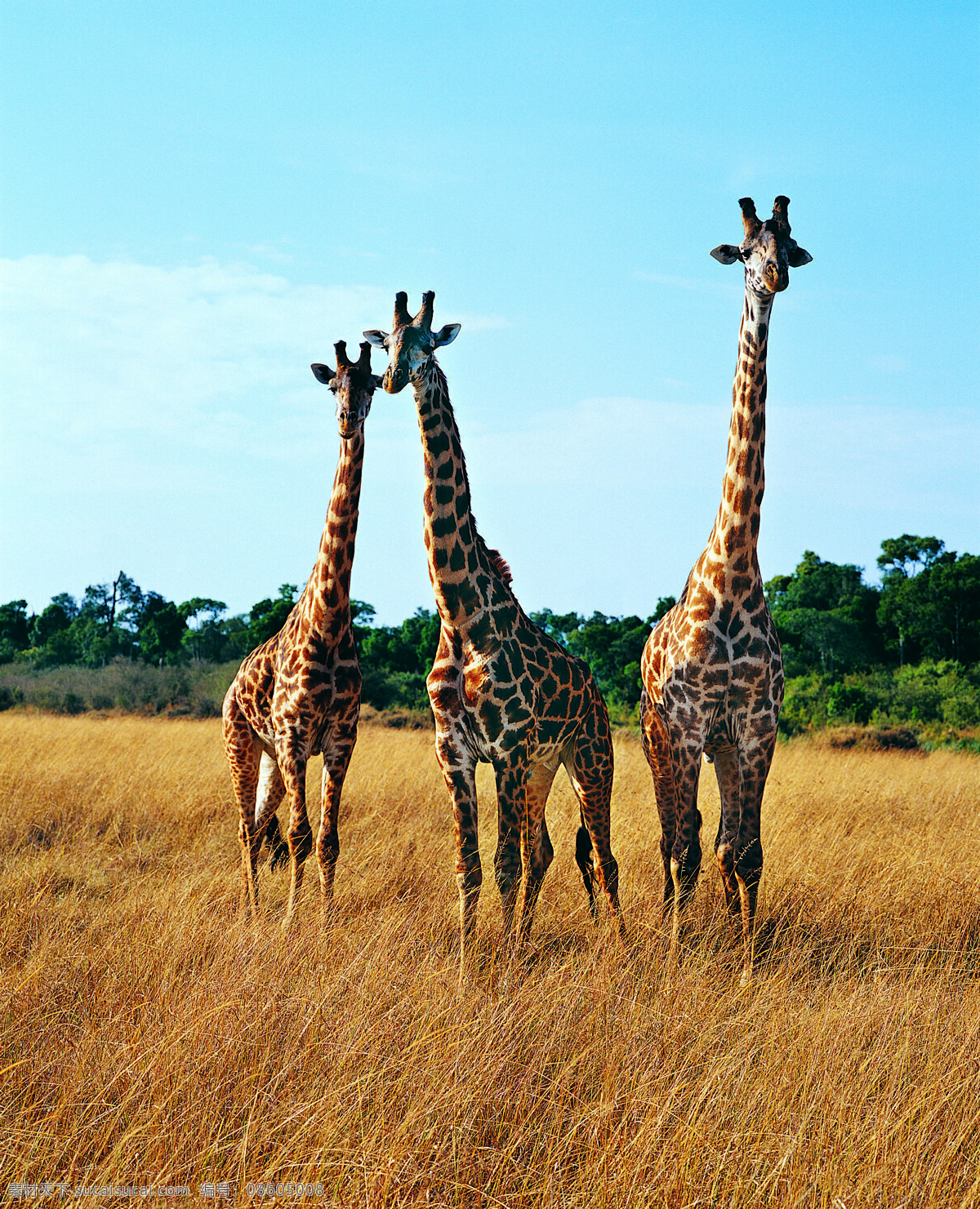 草原的长颈鹿 长颈鹿 草原动物 食草动物 非洲动物 狂野的非洲 野生动物 保护动物 动物世界 非洲草原 动物研究 地球动物 可爱的家园 环保问题 公益组织 生物世界