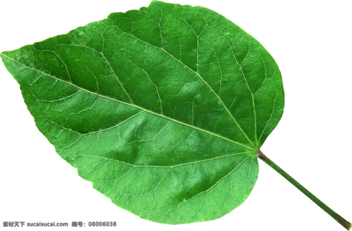 心形 植物 叶片 绿叶 心形叶子 高清叶片 psd源文件