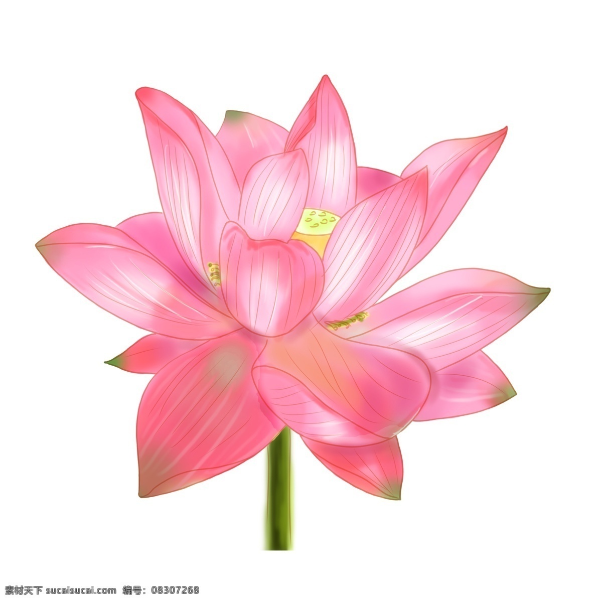 植物 粉色 荷花 装饰 粉红荷花 粉色花朵 荷花荷叶 夏日 花卉 花朵 莲花 装饰荷花装饰