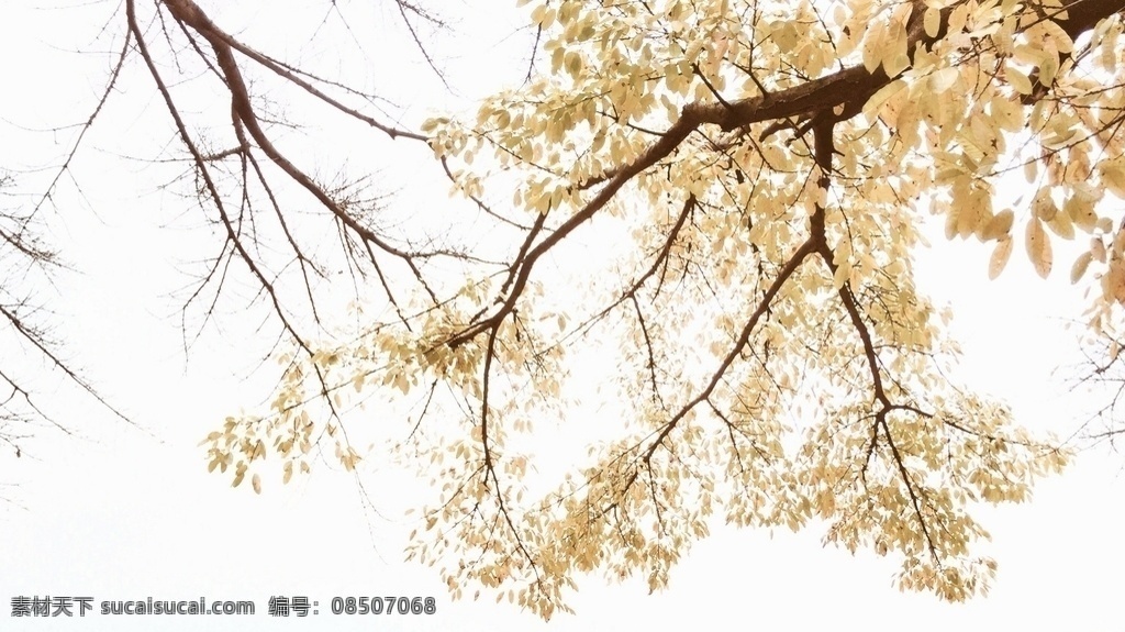 秋叶 秋天 叶子 树叶 黄叶 树枝 金秋 叶 自然景观 自然风景