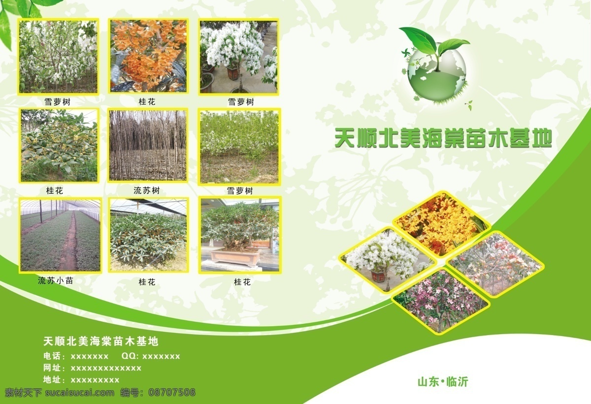 海棠苗木基地 雪罗树 桂花 流苏树 流苏小苗 绿色底子 绿色地球 dm宣传单