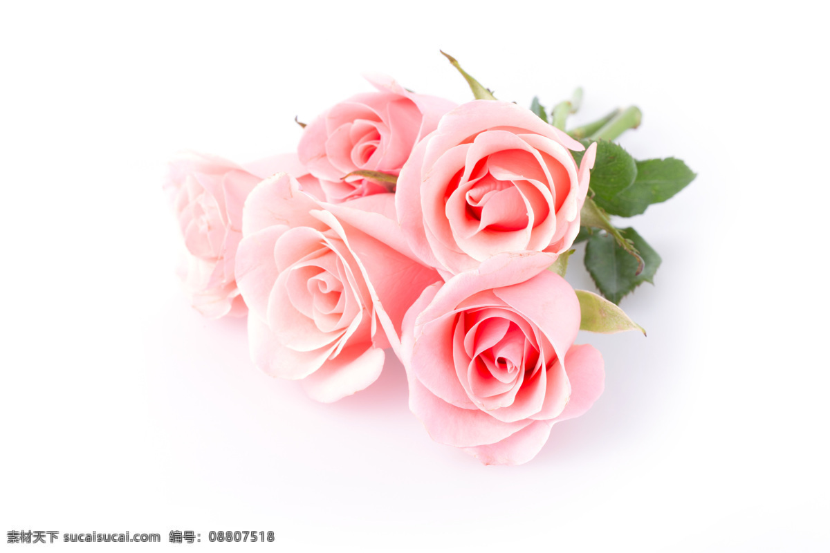 粉色 玫瑰花 花草树木 植物 绿叶 鲜花摄影 花卉 生物世界 白色
