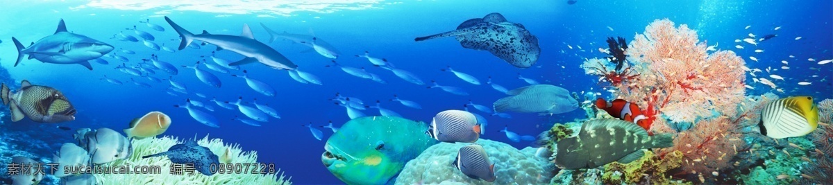 超宽 巨幅 海底 世界 分层 模板 海洋世界 热带鱼 鲨鱼 珊瑚 免费 psd源文件