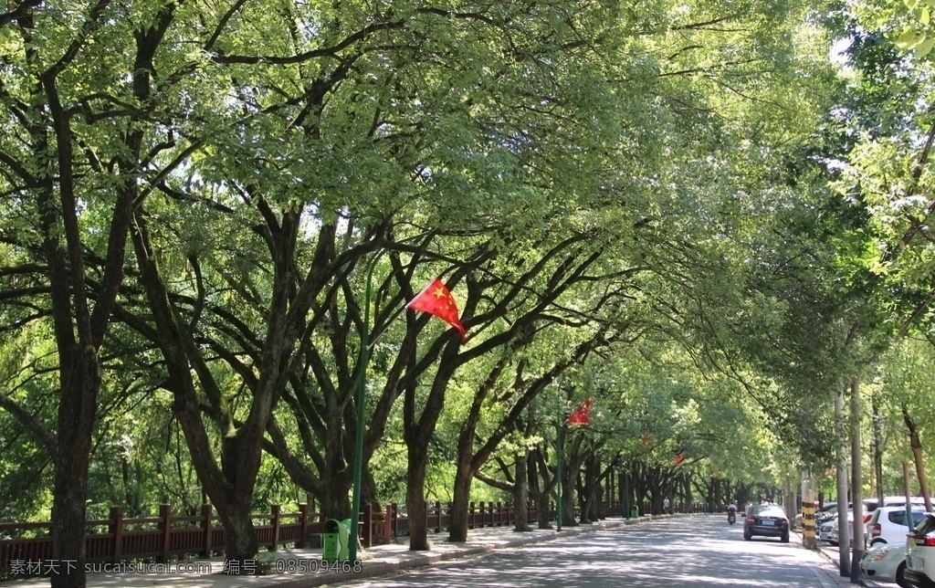 林荫小道图片 绿荫 林荫 小道 林荫大道 最美公路 沿河小路 绿色走廊 自然景观 山水风景