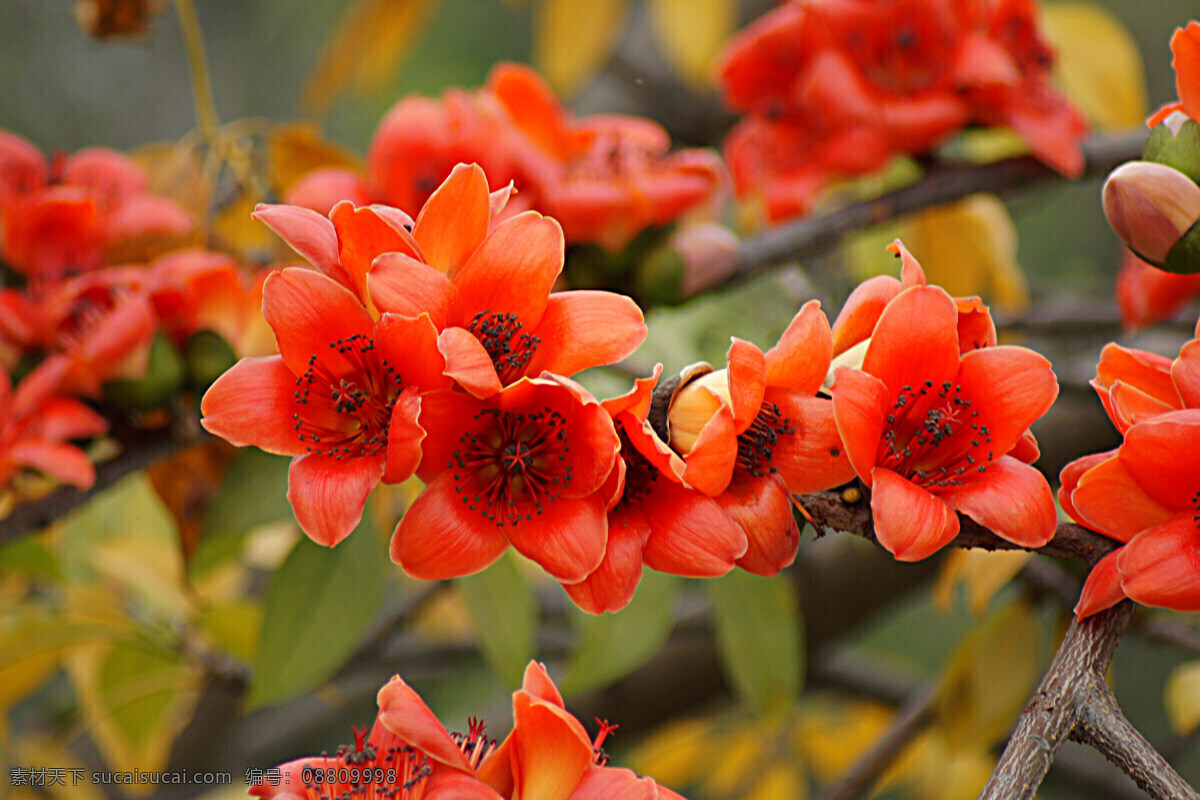 木棉花 红棉花 广州市花 红花 木本植物 植物世界 生物世界 花草 红色
