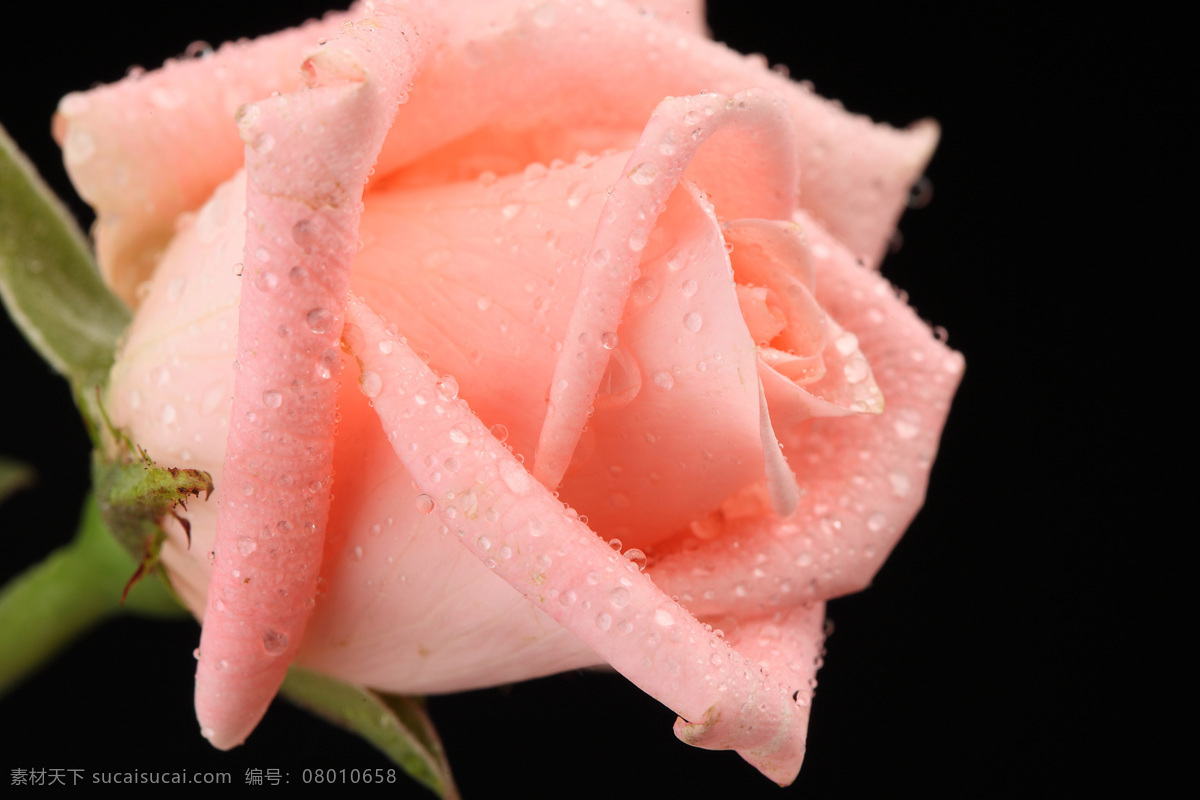 粉 玫瑰 粉玫瑰 露珠 水珠 玫瑰花 美丽鲜花 漂亮花朵 花卉 鲜花摄影 花草树木 生物世界