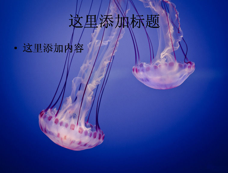 唯美 水母 高清 ppt3 自然风景 海洋 迷人景色 模板
