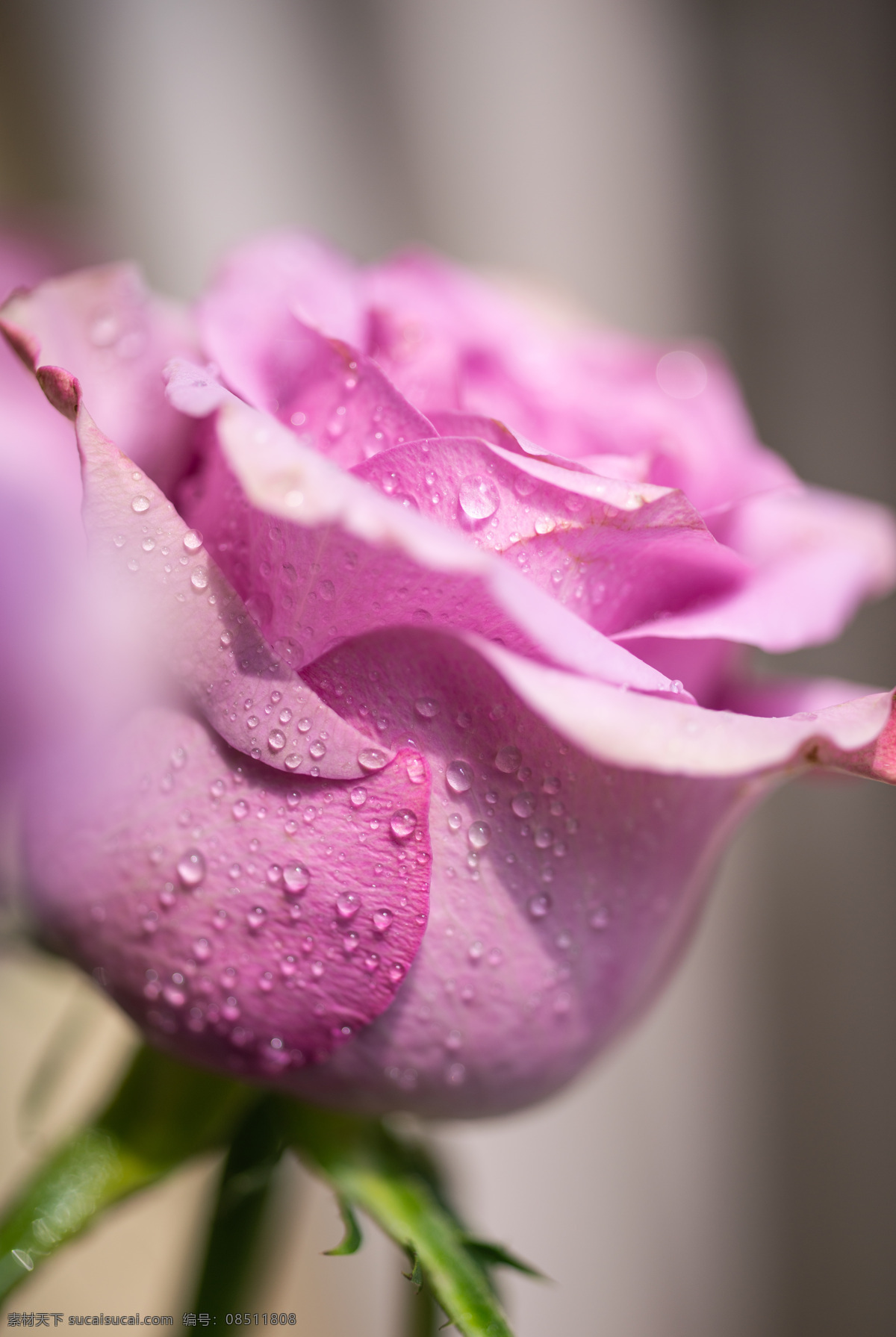 紫色 玫瑰花 玫瑰 花瓣 花束 月季 鲜花 花卉 花朵 插花 摆花 紫玫瑰 冷美人玫瑰 情人节 爱 花瓶 玻璃花瓶 植物 特写 生物世界 花草