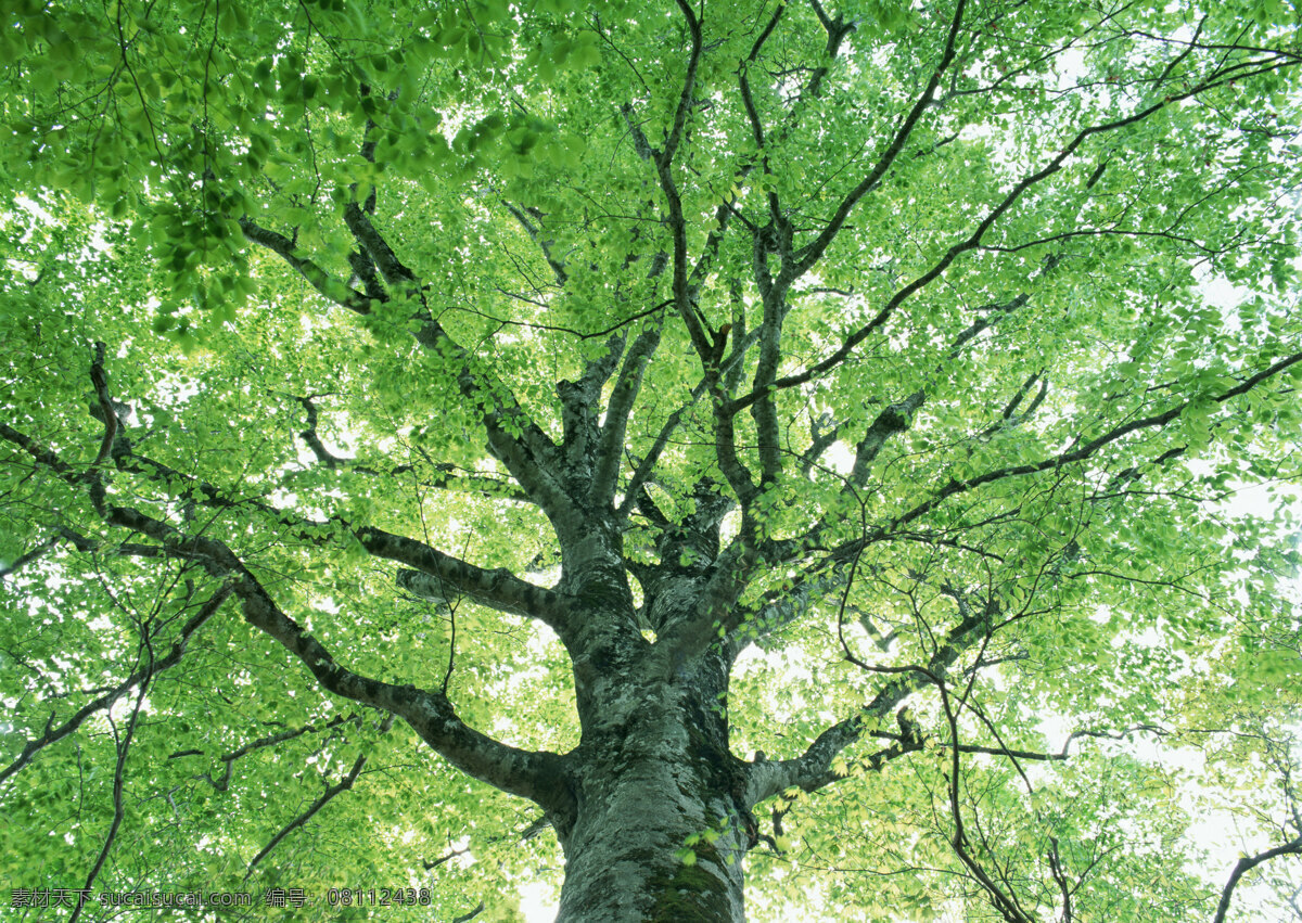 阳光森林 富尔特 素材辞典 森林 树 绿色 自然景观 自然风景 摄影图库