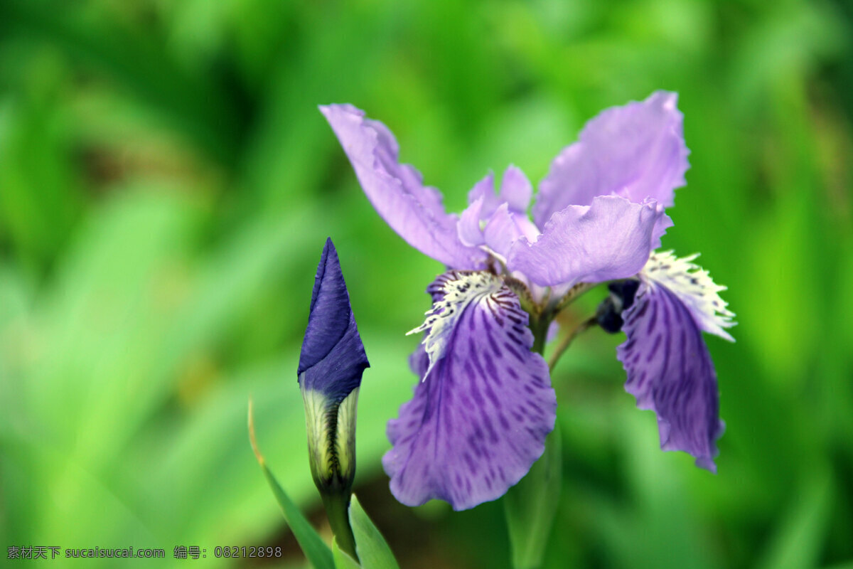 鸢尾花 紫色花 白色花心 花蕾 绿叶 花草 生物世界
