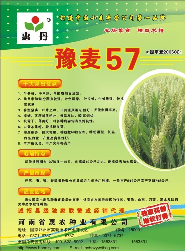 小麦宣传单 小麦 小麦图片 绿色背景 宣传单 dm宣传单 谨防假冒 小麦特点 麦种宣传 矢量