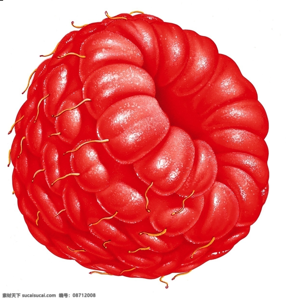 桑椹 餐饮美食图片 覆盆子图片 设计图 桑椹图片 桑果生活百科 桑果图片 高清晰水果 桑果的图片 风景 生活 旅游餐饮