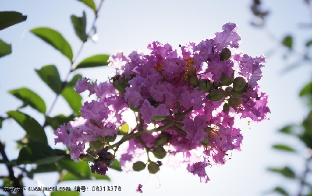 紫薇花 紫薇 绿叶 阳光 背光 花花世界 花草 生物世界