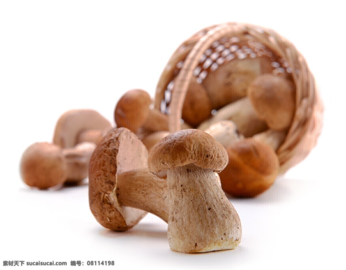 食用蘑菇图片 香菇 菌 棒 食用菌 蘑菇 菇 出菇 大棚 栽培菌 餐饮美食 出蘑菇包 菌类 蔬菜