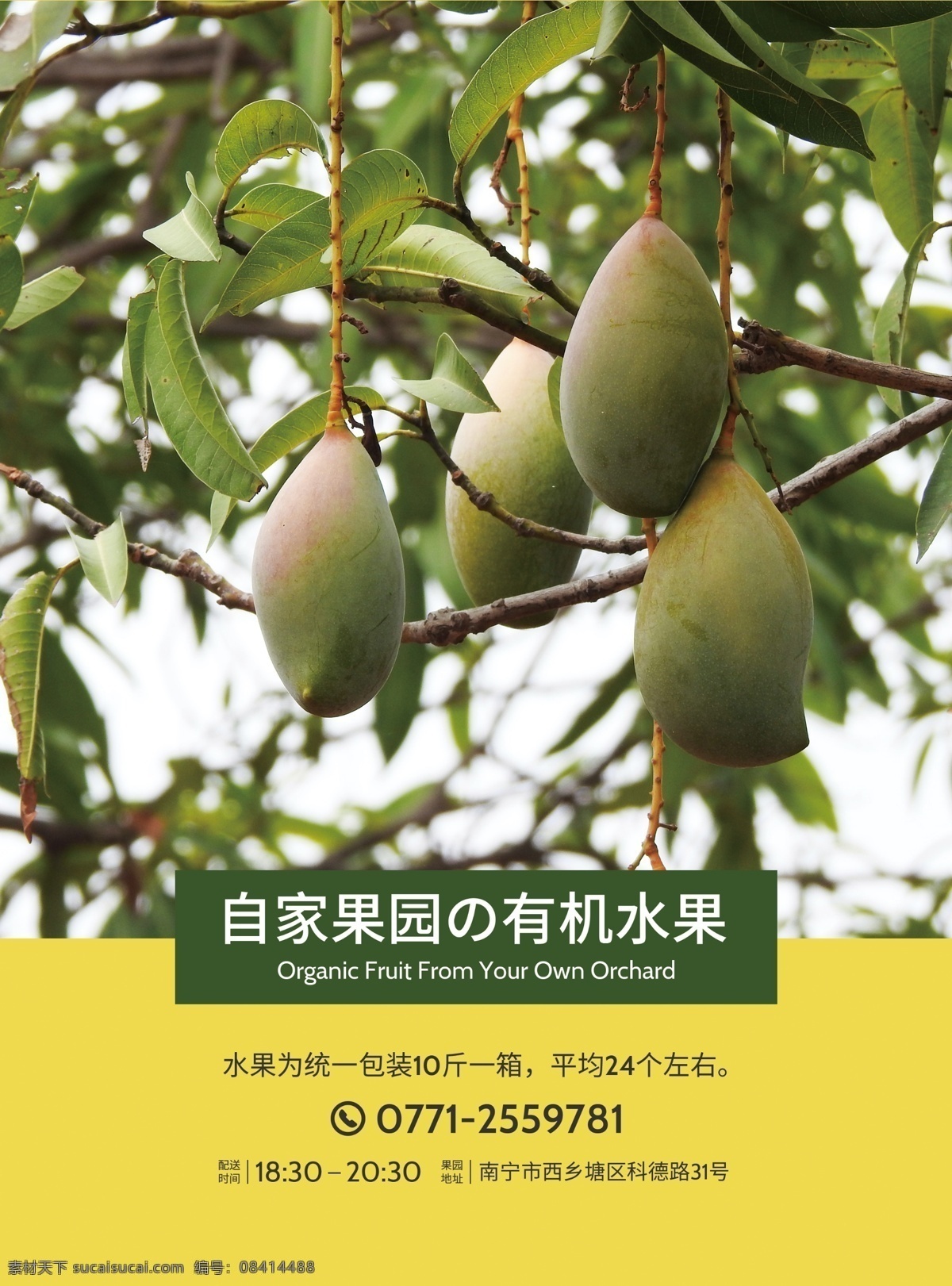 芒果 dm 单 绿色 黄色 促销 传单 单页 果园 水果 新鲜 广告 dm宣传单