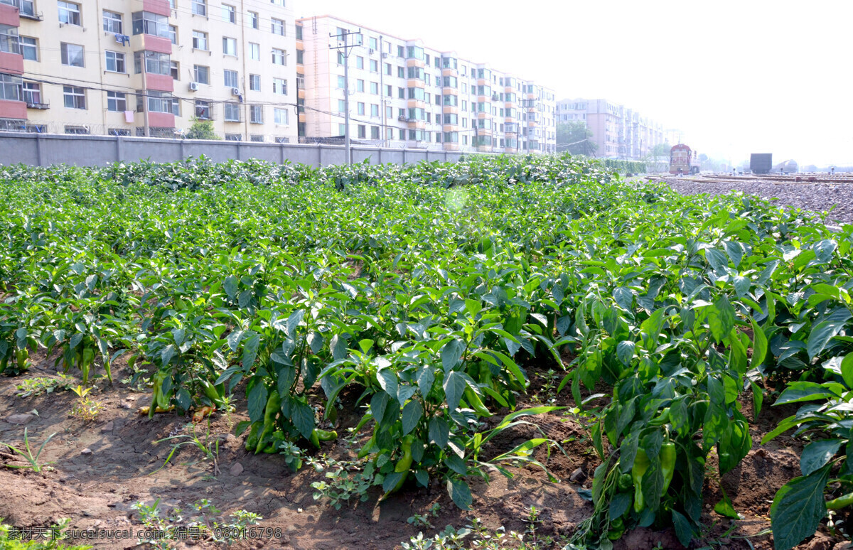 菜园子 菜地 种植辣椒 辣椒种子 茂盛 生活百科 生活素材