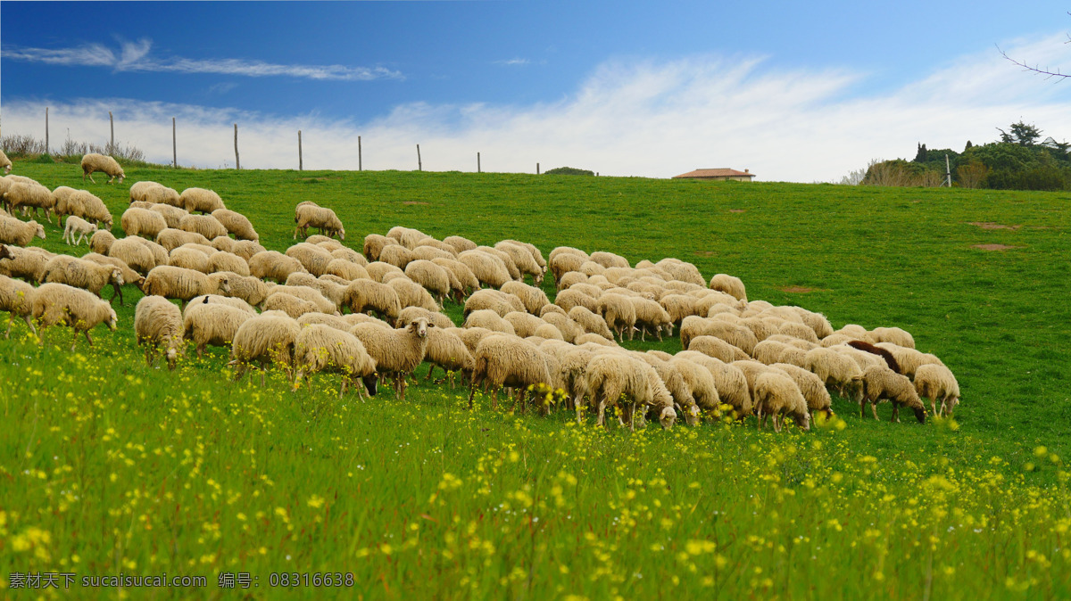 羊群图片 羊群 田地 玉米地 秋天 农村 放羊 放牧 草原 动物 户外养殖 生物世界 家禽家畜
