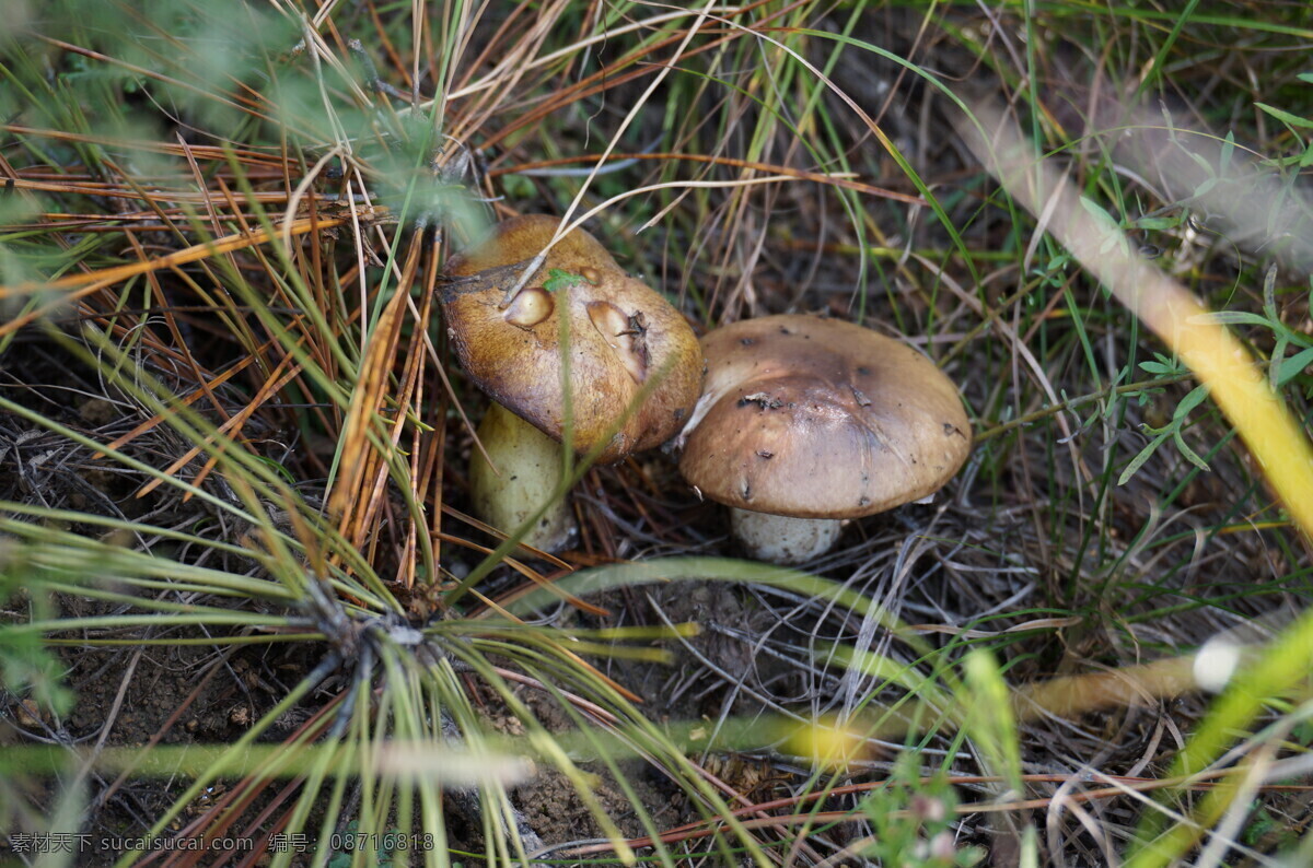 松蘑菇 蘑菇 松蘑 秋天 野外 其他生物 生物世界