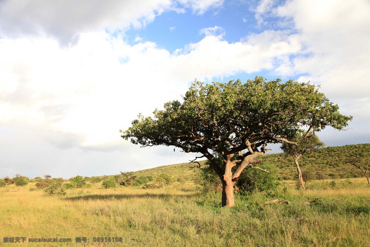 非洲 草原 树木 景色 非洲草原风景 树木风景 平原风景 美丽非洲风景 风景摄影 美景 自然风景 自然景观 白色