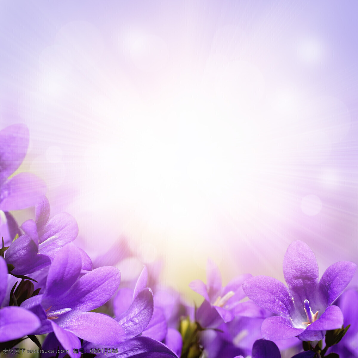 唯美 植物 自然 鲜花 花 花朵 花卉 紫丁香 生物世界 花草