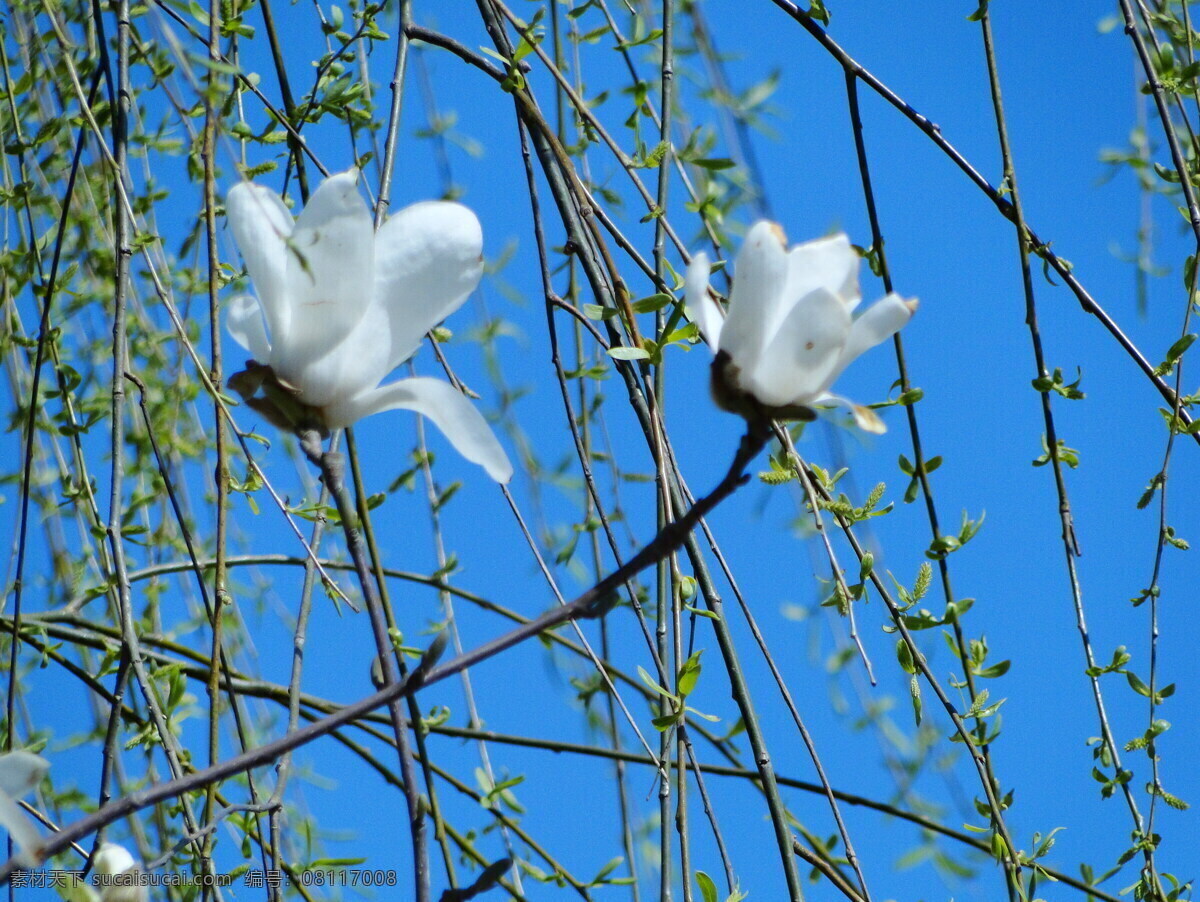 高清 唯美 白玉兰 白色 花朵 垂柳 蓝天鲜花 白玉兰花