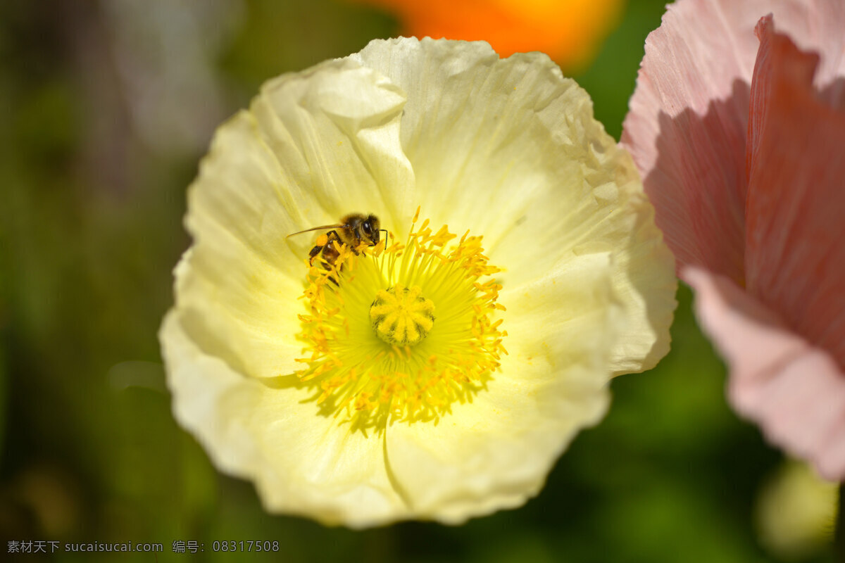 花 蜜蜂