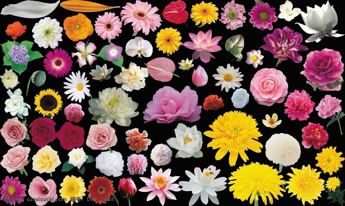 各种 抠 好 花朵 花 花蕾 玫瑰花 红玫瑰花 黄玫瑰花 白玫瑰花 粉红玫瑰花 菊花 荷花 山茶花 荷花玉兰 杜鹃花 迎山红 小雏菊 抠好的花 牡丹花 绣球花 向日葵花 分层 源文件库