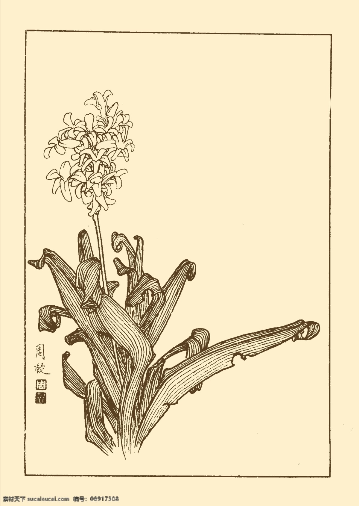 洋水仙 鲜花 花卉 花草 植物 白描 中国画 国画 线画 花卉白描 分层 源文件