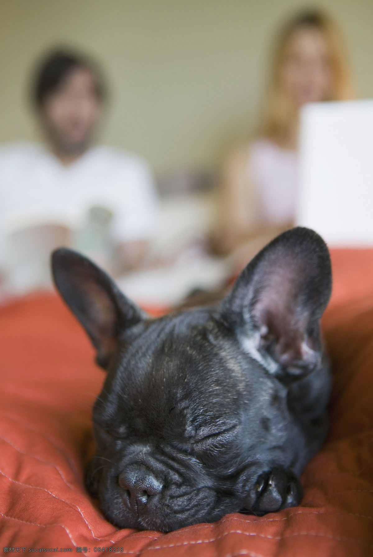睡觉 可爱 小狗 宠物 宠物狗 睡觉的狗狗 名犬 名贵犬种 犬科动物 狗狗图片 生物世界