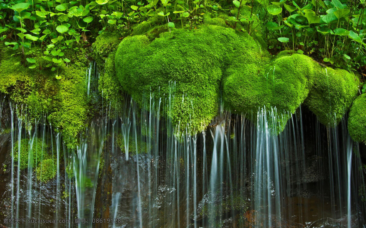 顽强的植被 植被 顽强 溪水 石头 绿叶 自然景观 自然风景