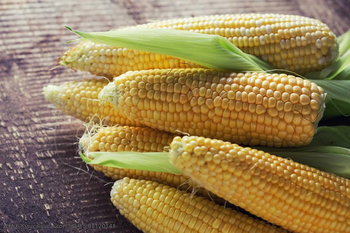 玉米 包谷 食物 食品 金黄色玉米 玉米棒 粮食 农产品 食材 食物原料 餐饮美食