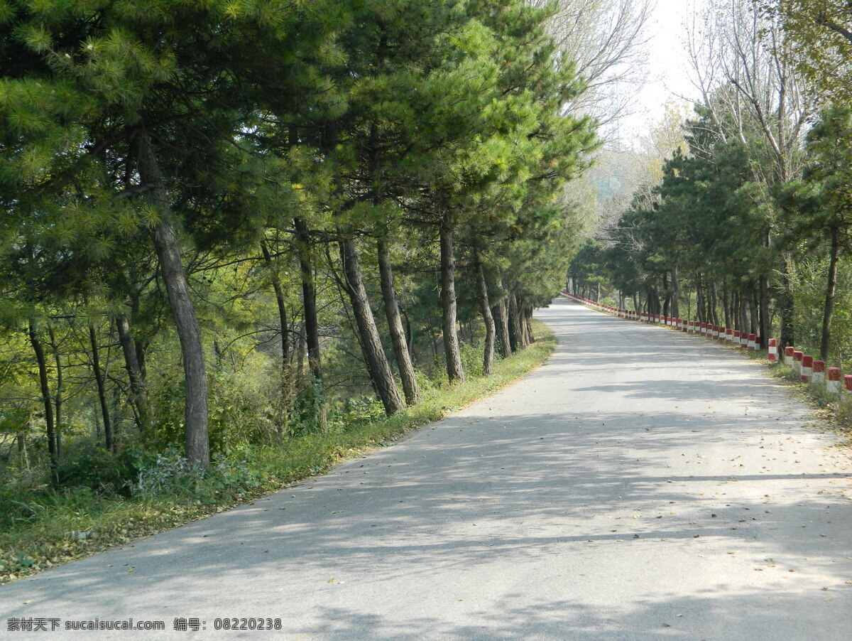 林场道路 松柏 砂石路 林场小道 松林 林荫小道 国内旅游 旅游摄影